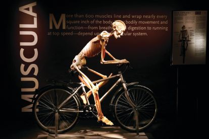 Bodies...The Exhibition