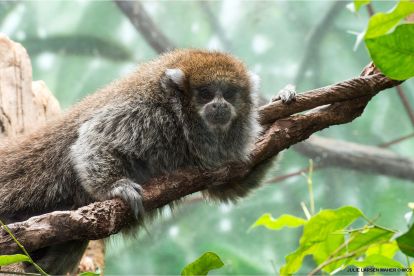 Central Park Zoo