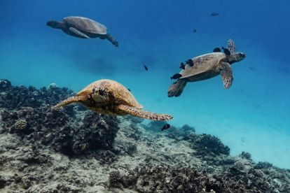 Waikiki Snorkel Tour by Honolulu Snorkel Company
