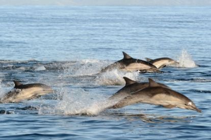 San Diego Whale & Dolphin Watching Adventure