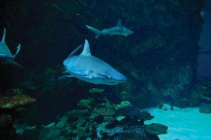 Shark Reef Aquarium
